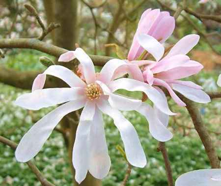 Magnolia loebneri 'Leonard Messel', šácholan Loebnerův 'Leonard Messel', 350-400, bal